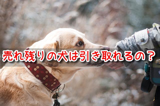 埼玉　ペットショップ売れ残りの犬を引き取りたい　2022年　譲渡会　場所　里親　費用