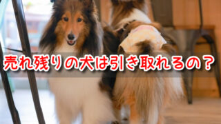 名古屋　ペットショップ売れ残りの犬を引き取りたい　2022年　譲渡会　場所　里親　費用