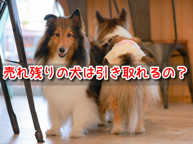 名古屋　ペットショップ売れ残りの犬を引き取りたい　2022年　譲渡会　場所　里親　費用