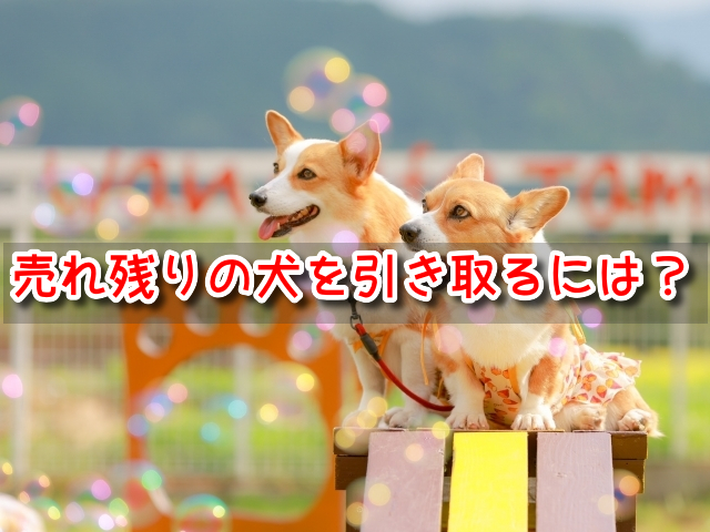 東京 ペットショップ売れ残りの犬を引き取りたい 譲渡会 場所 里親 費用 2022 最新