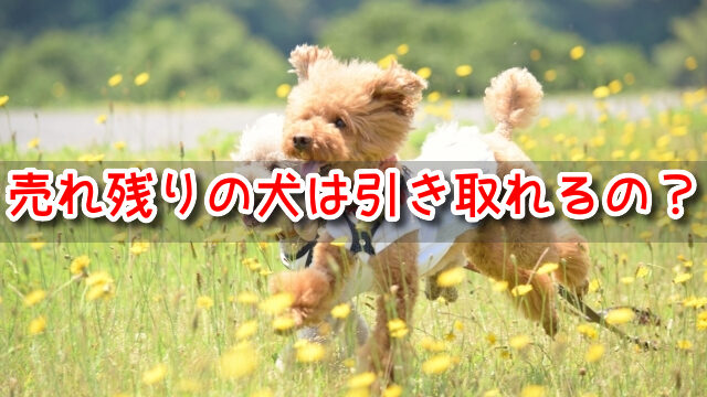 神奈川　ペットショップ売れ残りの犬を引き取りたい　譲渡会　場所　里親　費用　2022　最新