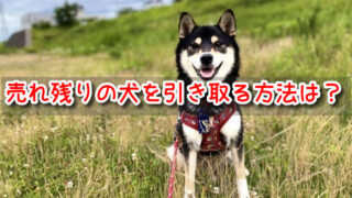 秋田 ペットショップ売れ残りの犬を引き取りたい 譲渡会 場所 里親 費用 2022年 最新 速報