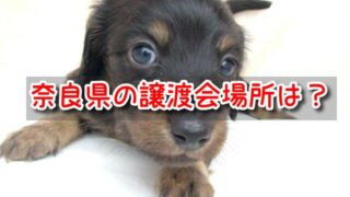 奈良 ペットショップ売れ残りの犬を引き取りたい 譲渡会 場所 里親 費用 2022年 最新 速報