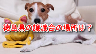 徳島 ペットショップ売れ残りの犬を引き取りたい 譲渡会 場所 里親 費用 2022 最新