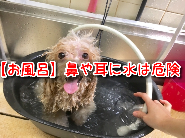 犬　お風呂　鼻に水　耳に水　危険　洗い方　注意点　ドライヤー　やり方