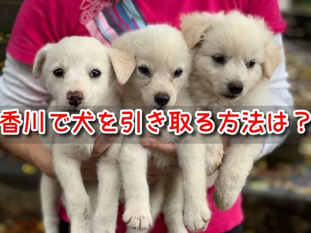 香川県　犬　ペットショップ　売れ残り　引き取りたい　里親　費用　譲渡会　場所