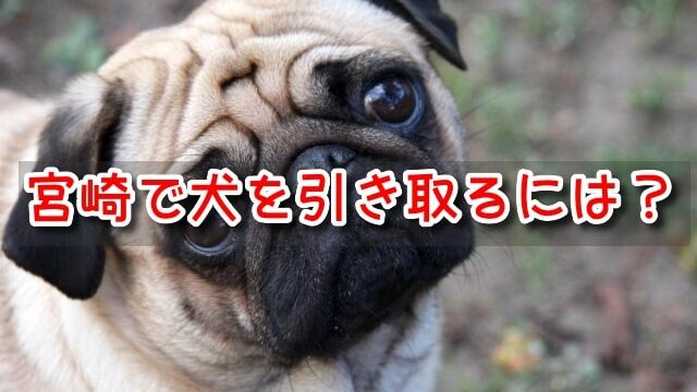 宮崎県　犬　ペットショップ　売れ残り　引き取りたい　里親　費用　譲渡会　場所