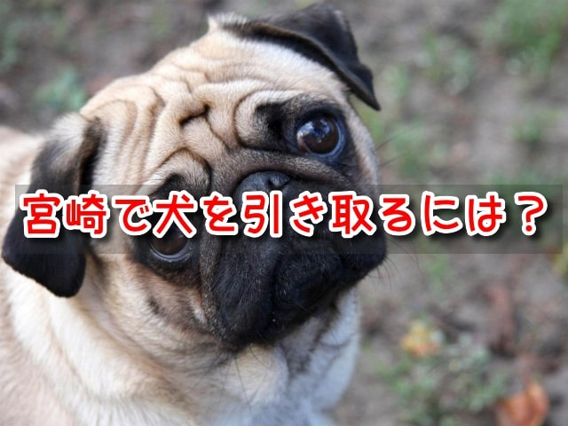 宮崎県　犬　ペットショップ　売れ残り　引き取りたい　里親　費用　譲渡会　場所