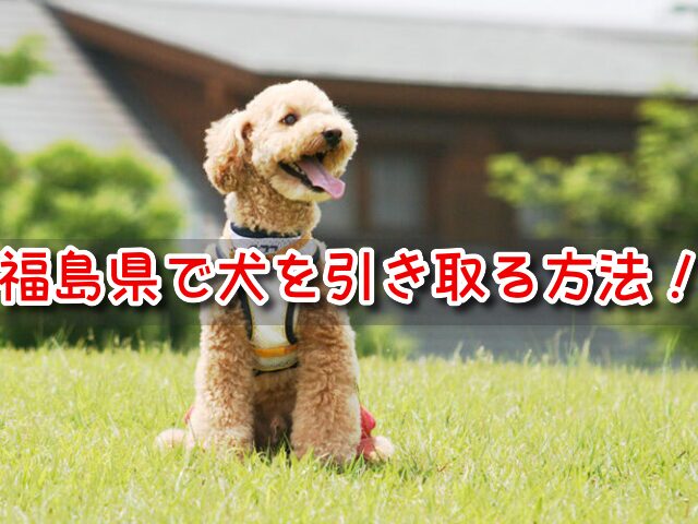 福島県　犬　ペットショップ　売れ残り　引き取りたい　里親　デメリット