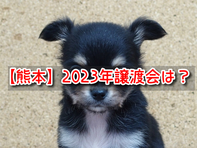ペットショップ　熊本県　売れ残り　犬　引き取りたい　里親募集　譲渡会　2023年　　 ※県名と犬のKW出現率を増やしてください