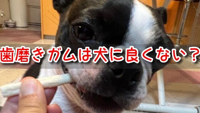 歯磨きガム　犬